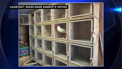 MDSO: 42 arrested after deputies bust cockfighting ring in SW Miami-Dade
