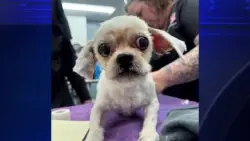 Good Samaritan donates food to animal rescue group that saved small dog abandoned outside FLFR station