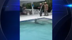 Deputies remove alligator from pool in Jensen Beach